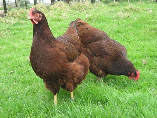 Rhode Island - rase av kyllinger: beskrivelse, foto, karakteristikker, anmeldelser