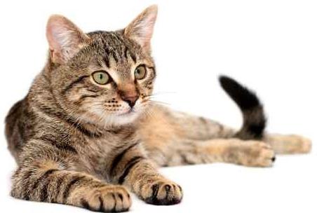 Hvorfor katter tramper med poter: Svar fra eksperter