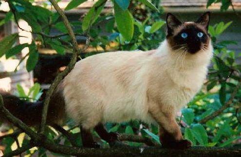 Hva er navnet på en ras av katter som ligner på samesisk