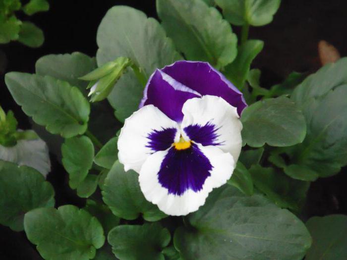 ampella viol vokst fra frø