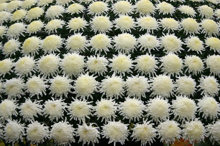 Chrysanthemum: vokser og bryr seg om en solblomst