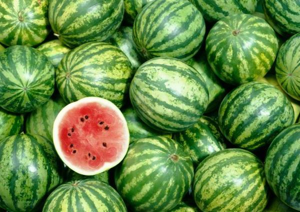 Hvordan vokse en vannmelon i landet. Et par tips