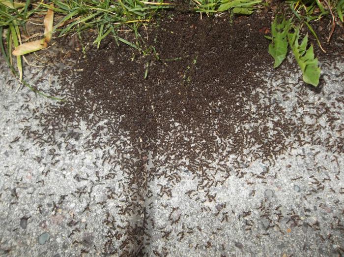 Myrene dukket opp på dacha-stedet? Hva er de redd for og bør de bekjempes?