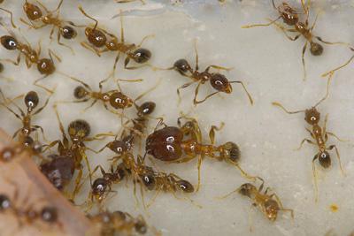 Myrerpulver: oversikt, applikasjonsfunksjoner, effektivitet og tilbakemelding