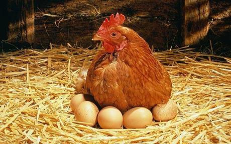 Drømmetolkning: Hvilke kyllinger ser ut