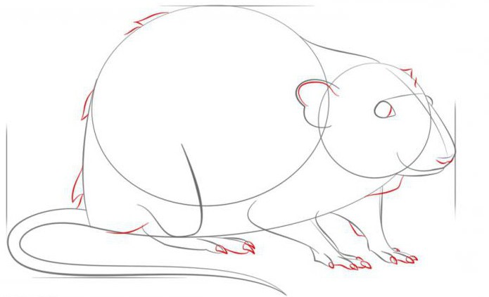 Hvordan tegne en rotte i etapper