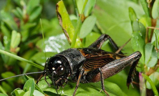 Hva spiser cricket i naturen og i menneskelig bolig?