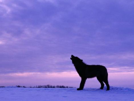 Black Wolf - innbyggerne i Canada og Alaska