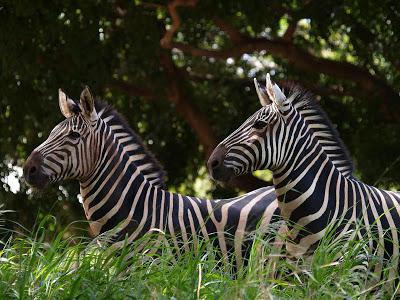 På hvilket kontinent lever zebraen