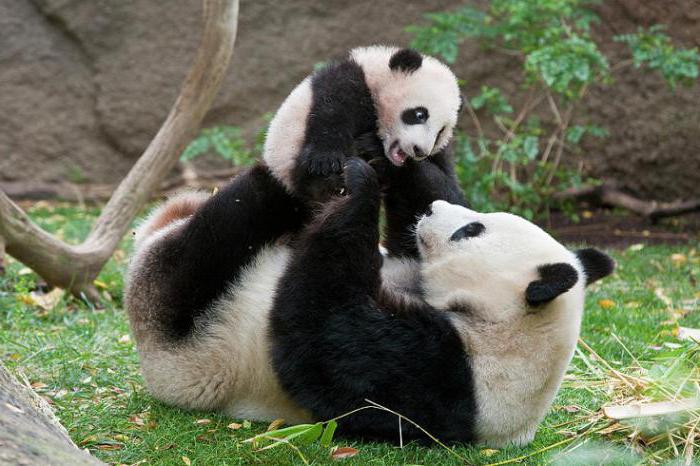 Interessante fakta om pandaer som vil slå mange