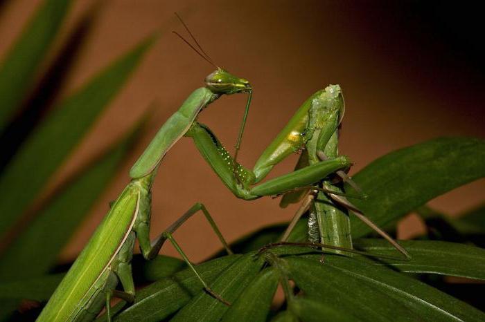 Spesielle ritualer som mantis holder: parring på randen av liv og død