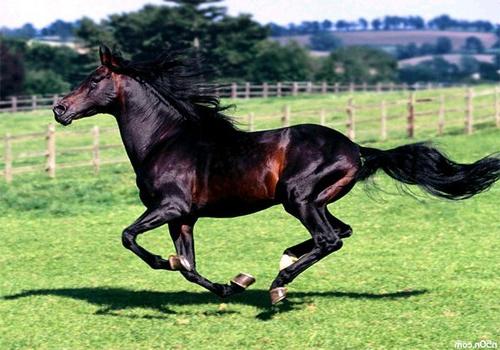 Hvor mye er den dyreste hesten i verden?