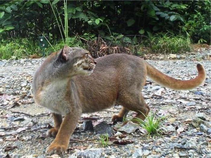 Mystisk og sjelden Kalimantan katt: foto, beskrivelse, område