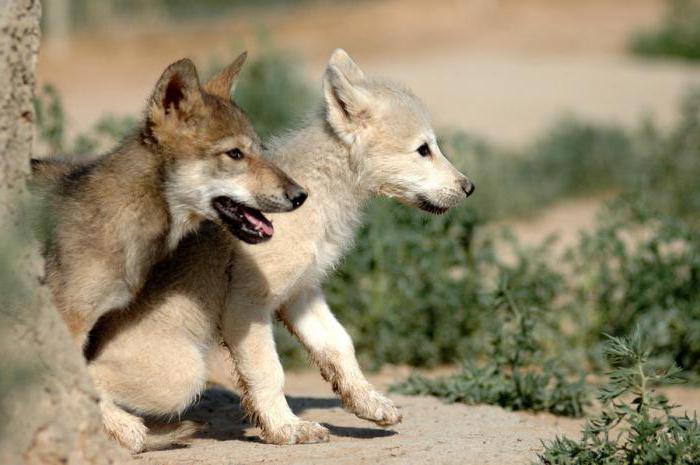 Typer og underarter av ulv. Tundra ulv: beskrivelse, egenskaper og habitat