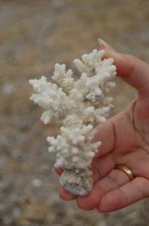 Korallkalsium er en panacea eller ikke?