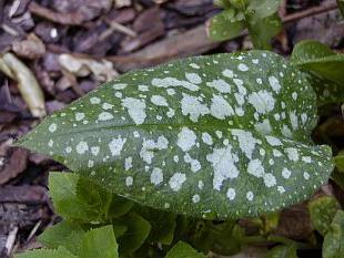 medisinske planter lungwort